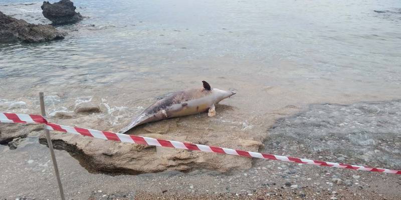 Nεκρό δελφίνι στην παραλία Κυπαρισσίας