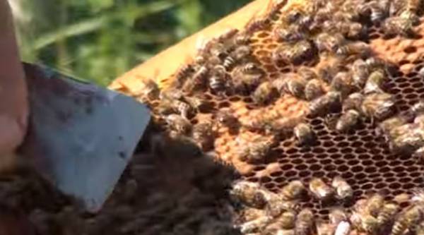 Το &quot;φάντασμα&quot; της ανομβρίας απειλεί 800 μελισσοκόμους της Μεσσηνίας (φωτογραφίες)