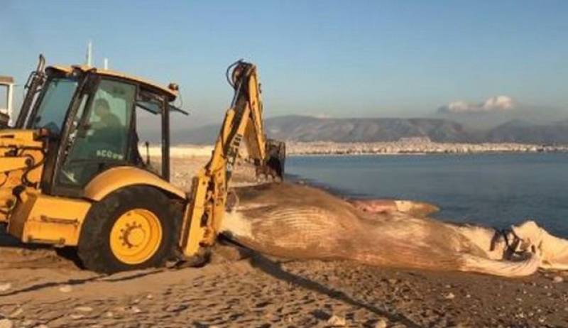 Ξεβράστηκε φάλαινα σε παραλία του Πειραιά!