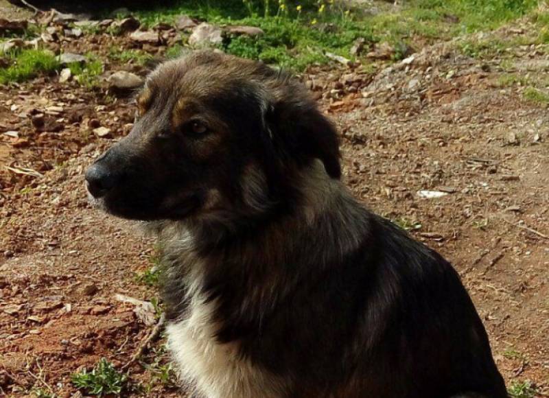Καλαμάτα: Eντοπίστηκε σκυλάκι στην περιοχή της Αγ. Κυριακής (Φωτογραφίες)
