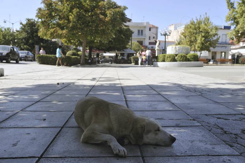 Στειρώσεις αδέσποτων σκύλων στην Τριφυλία
