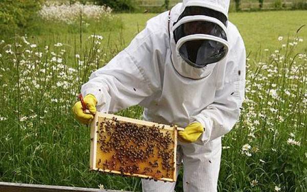 Αιτήσεις μελισσοκόμων για βελτίωση προϊόντος σε Τρίπολη και Κυπαρισσία