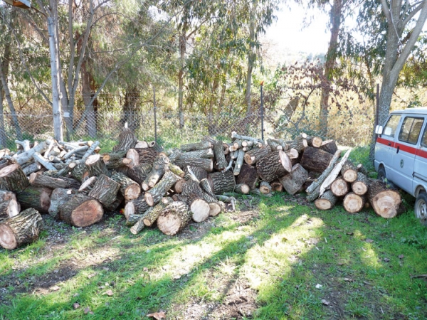 Διαστάσεις παίρνει η λαθροϋλοτομία: 5 τόνους ξύλα έκοψαν παράνομα 3 τσιγγάνοι