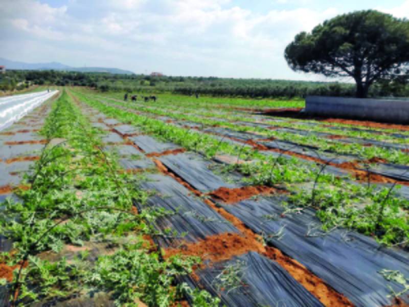 6.000 στρέμματα καρπούζι φέτος στην Τριφυλία