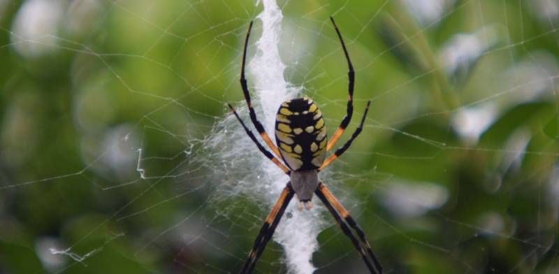 Μαύρη αράχνη: Αγωνία για το βρέφος - Η μαρτυρία γυναίκας που την τσίμπησε