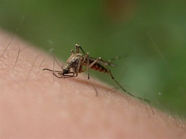 Τρέχουν για να διώξουν …εγκαίρως τα κουνούπια 