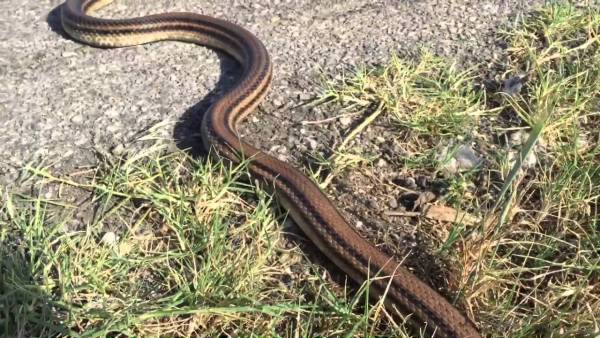 Φίδι μήκους 1,5 μέτρου μπήκε μέσα σε μηχανή αυτοκινήτου στη Ναύπακτο (Βίντεο)