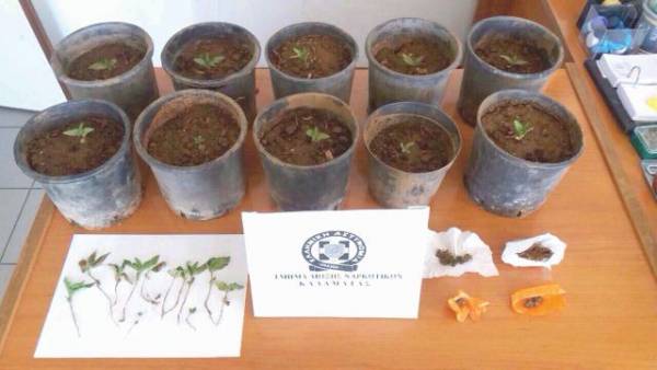 Σύλληψη 31χρονου για 23 φυτά χασίς στη Σπερχογεία 