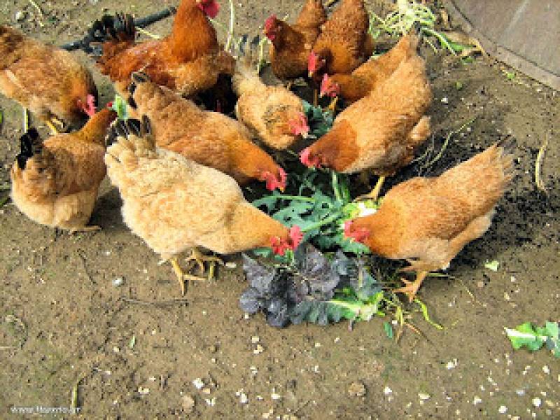 Τους… τρώνε τελικά οι κότες