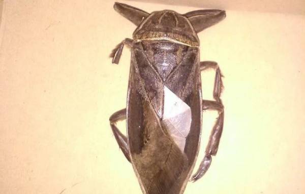 Εντοπίστηκε σαρκοφάγο έντομο... γίγας στη Λαμία (Βίντεο)