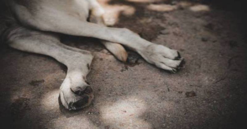 Νεκρά ζώα από φόλες στο Κοπανάκι