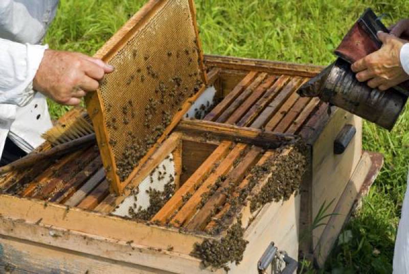 Οδηγίες προς μελισσοκόμους για τον καύσωνα