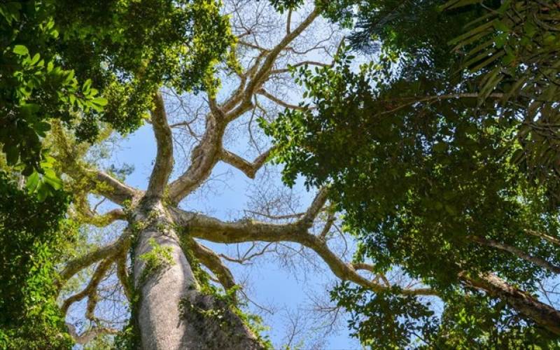 Η Timberland έθεσε στόχο τη φύτευση 50 εκατ. δένδρων έως το 2025