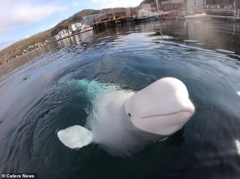 Viral βίντεο με φάλαινα - μπελούγκα - Έκλεψε κάμερα δύτη και μετά την… επέστρεψε