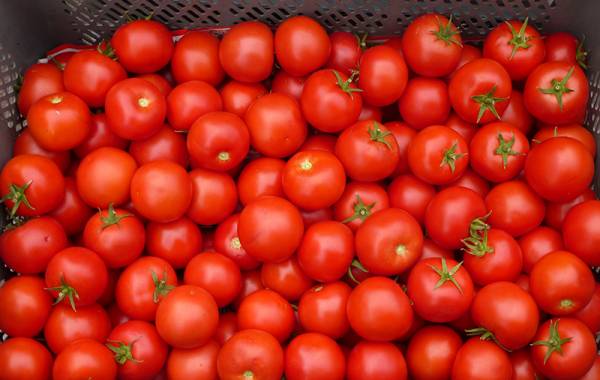 Ντομάτα Πολωνίας στην αγορά, λόγω ελλείμματος στη ντόπια παραγωγή