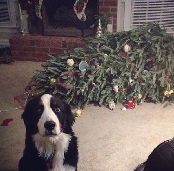 Γάτες και σκυλιά που κατέστρεψαν τα Χριστούγεννα!