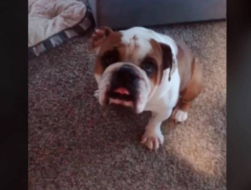Viral: Αναγκάστηκε να μάθει ισπανικά για να... συνεννοείται με τον σκύλο του (Βίντεο)