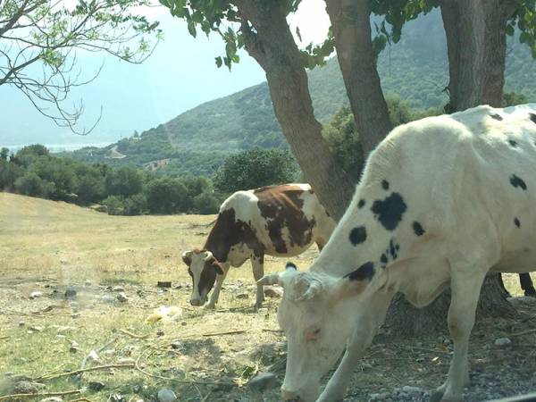 Υποστελέχωση κτηνιατρικών υπηρεσιών στην Πελοπόννησο 
