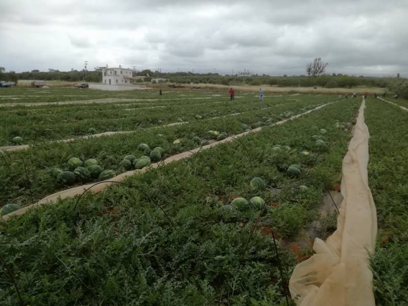 Ρεκόρ πρωιμότητας στην Τριφυλία: Στην αγορά τα πρώτα υπαίθρια καρπούζια   