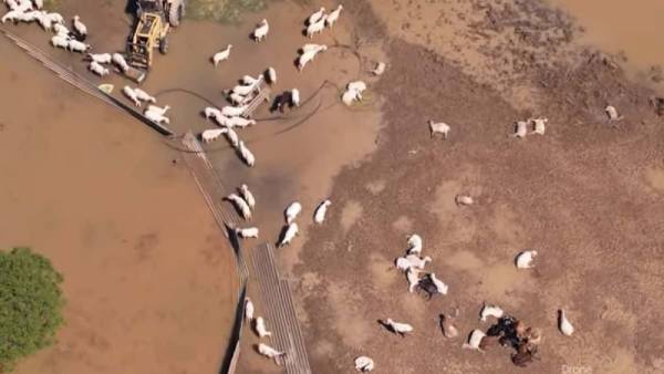 Πάνω από 45.000 ζώα πνίγηκαν στο Θεσσαλικό Κάμπο (βίντεο)