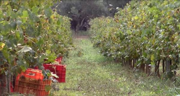 Εξαιρετικής ποιότητας και φέτος τα κρασιά της Μεσσηνίας (βίντεο και φωτογραφίες)