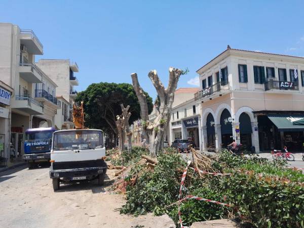 Δήμος Καλαμάτας: Διευκρινίσεις για τα 4 δέντρα στην οδό 23ης Μαρτίου