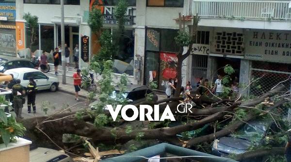Πτώση δέντρου σε κεντρικό δρόμο της Θεσσαλονίκης