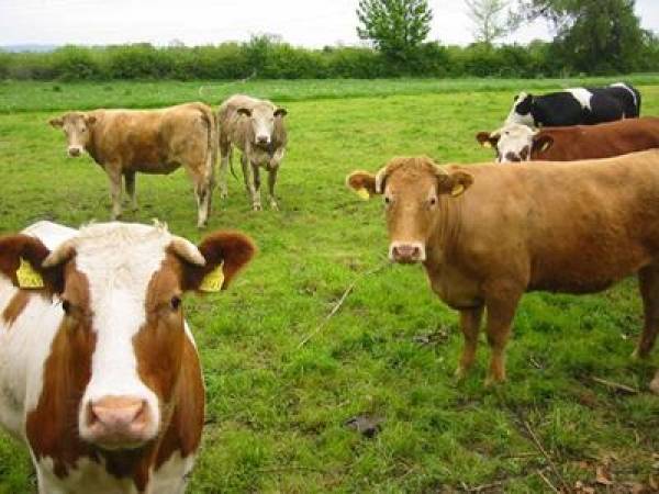 Σοβαρό πρόβλημα με βοοειδή σε χωριά της Μεσσήνης