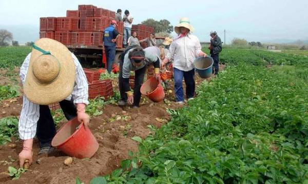 Η κυβέρνηση αποχαρακτηρίζει χιλιάδες κατά κύριο επάγγελμα αγρότες 