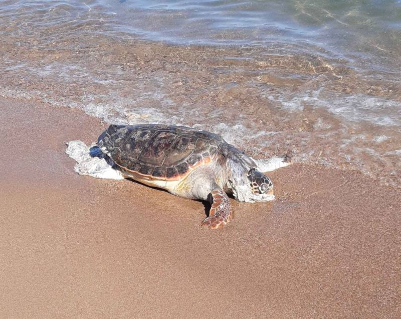 Μία ακόμα χελώνα καρέτα καρέτα ξεβράστηκε νεκρή στις ακτές της Μεσσηνίας