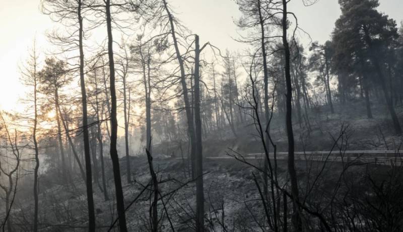 Εύβοια: Κάηκαν όλα τα μελίσσια, σε απόγνωση οι παραγωγοί