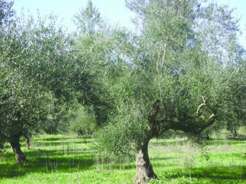 Οδηγίες για φυτοπροστασία από τη ΔΑΟΚ Μεσσηνίας: Ανομοιομορφία στην καρπόδεση των ελαιόδενδρων