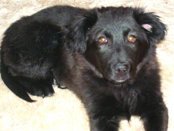 Αναβλήθηκε η δίκη για τη θανάτωση σκύλου στη Σπερχογεία