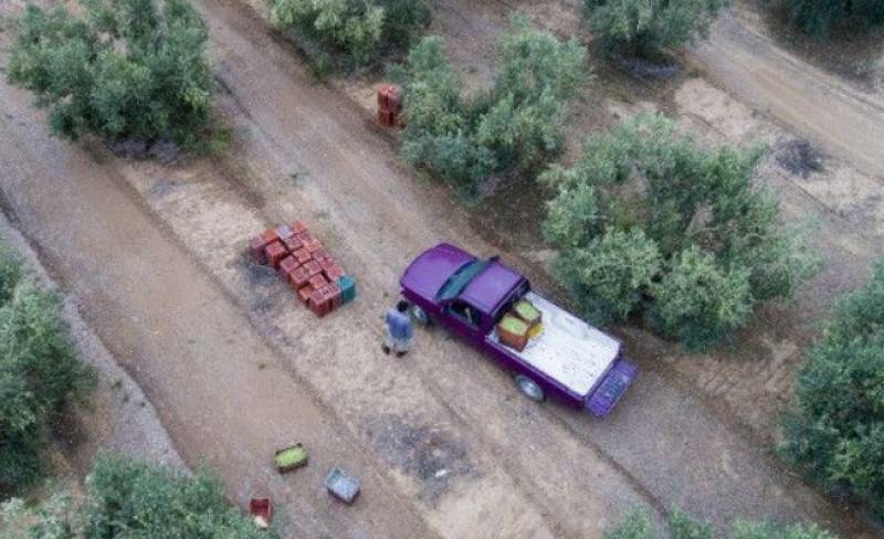 Κρήτη: Εκλεψαν αγροτικό με 45 τσουβάλια ελιές
