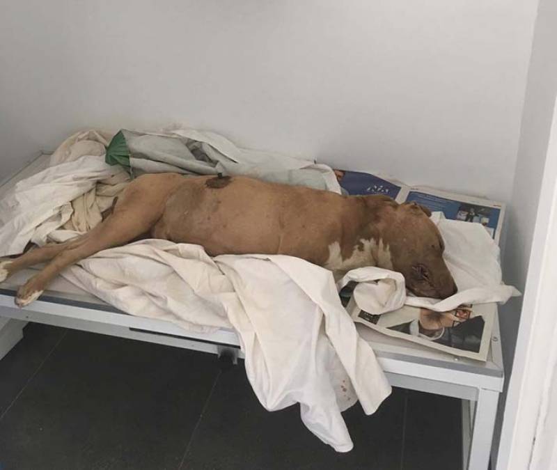 Μεσσηνία: Σκυλί πυροβολημένο βρέθηκε στο Αβραμιού