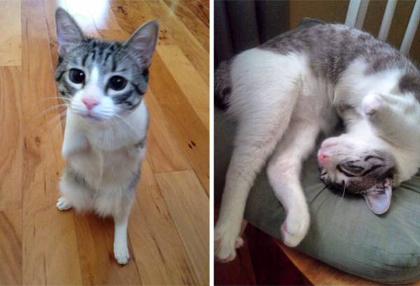 Η γάτα με τα 2 πόδια που συγκίνησε το Instagram