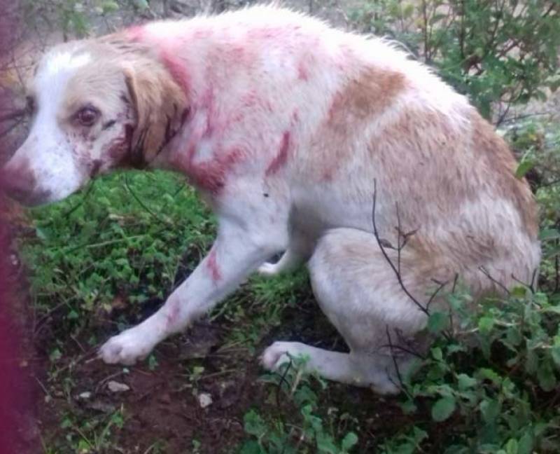 Καλαμάτα: Καταδικάστηκαν τρεις για κακοποίηση ζώων - Ένας χρόνος φυλάκιση και 5.000 ευρώ