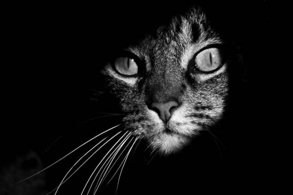 Γάτες: Η μυστηριώδης ζωή τους σε &quot;άσπρο - μαύρο&quot;