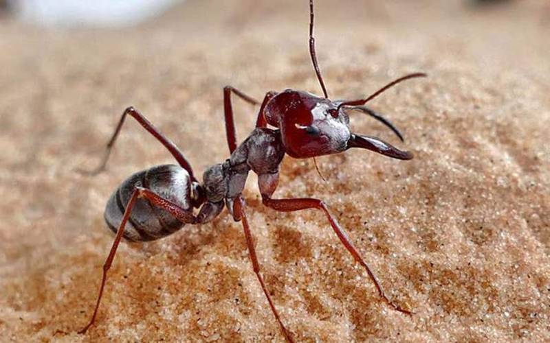 Το πιο γρήγορο μυρμήγκι ζει στη Σαχάρα και διασχίζει σχεδόν ένα μέτρο ανά δευτερόλεπτο (Βίντεο)