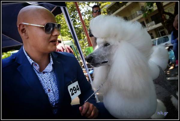 Ωραίο το θέαμα στη 13η Πανελλήνια Εκθεση Μορφολογίας Σκύλων στην Καλαμάτα (φωτογραφίες)
