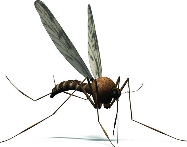 Μάχη με τα κουνούπια από το Φεβρουάριο στη Γιάλοβα