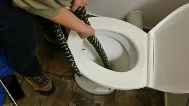 Αυστραλία: Πύθωνας αναδύθηκε από την τουαλέτα και δάγκωσε γυναίκα!