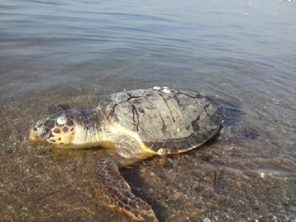 Νεκρή χελώνα καρέτα καρέτα στο Παυλοπέτρι Λακωνίας