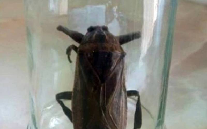 Σαρκοφάγο έντομο εντοπίστηκε στη Ροδόπη (Βίντεο)