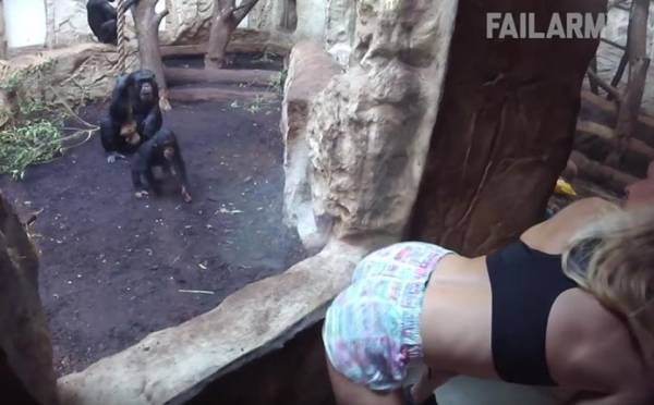 Απίστευτα fails με άγρια ζώα (Βίντεο)