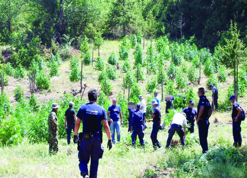 Ρεκόρ στα χρονικά της Δίωξης Ναρκωτικών Καλαμάτας: Ξερίζωσαν πάνω από 4.000 χασισόδεντρα