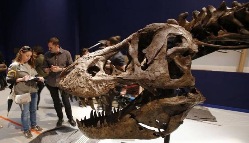 Ανακαλύφθηκε ο τυραννόσαυρος &quot;Σκότι&quot;, ο μεγαλύτερος δεινόσαυρος που έχει βρεθεί ποτέ