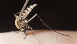 Κλινικό φροντιστήριο για την ελονοσία στα νοσοκομεία Καλαμάτας και Κυπαρισσίας