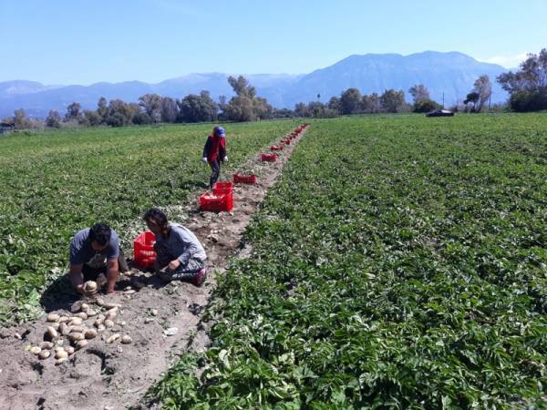 Κερδίζει έδαφος στη Μεσσηνία η καλλιέργεια γλυκοπατάτας