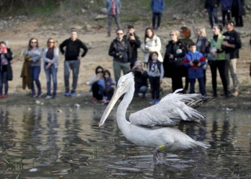 Απελευθέρωση άγριων πουλιών στη λίμνη Κερκίνη